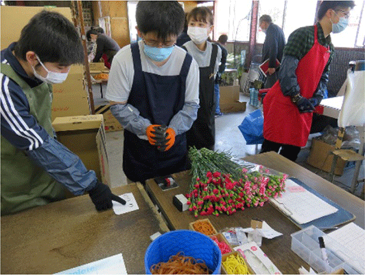 農福連携によるカーネーションの共選作業