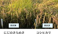 水稲の高温耐性品種「にじのきらめき」は夏が暑くても安定した生産が可能で、倒伏にも強く、コシヒカリと同等の食味