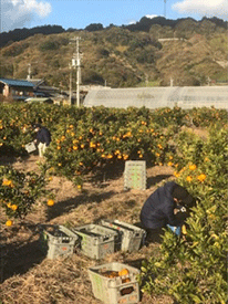 農家での収穫作業