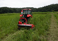 雑草の除草作業の様子