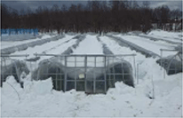 積雪により損壊したハウス（令和2年から3年までの冬期の大雪）