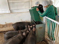 黒豚に飼料を給与する生徒