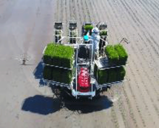 自動操舵田植機による田植