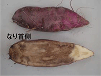 基腐病に感染したかんしょ