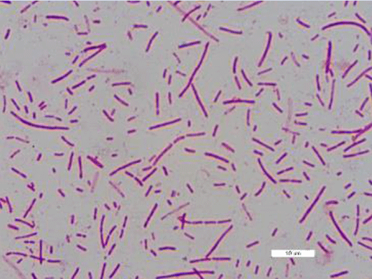 牛の第一胃から分離された新種の細菌株