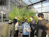無花粉スギの研究施設見学の様子