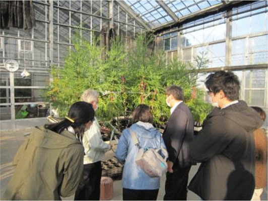 無花粉スギの研究施設見学の様子