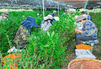 宇治茶の手摘み作業