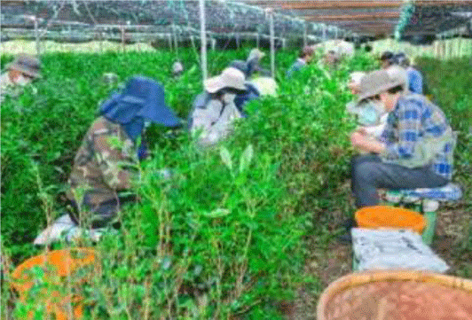 宇治茶の手摘み作業