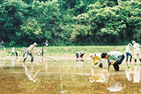 農作業をしている風景