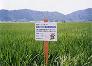 環境こだわり農産物の栽培圃場