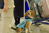 動植物検疫探知犬