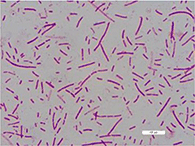 低メタン産生牛から分離された新規細菌種「Prevotella lacticifex」(プレボテラ・ラクティシフェクス)