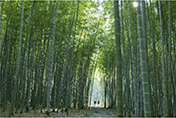 観光資源としても活用する管理された竹林