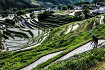 つなぐ棚田遺産「中山千枚田」 つなぐ棚田遺産「中山千枚田」
