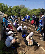 特別支援学級の生徒と地域の小学生によるさといもの植付け作業