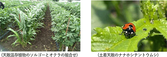 総合防除の導入による化学農薬の使用量低減 総合防除の導入による化学農薬の使用量低減