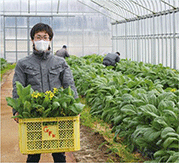 冬期のハウス栽培 冬期のハウス栽培