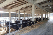 施設で飼養される肉用牛 施設で飼養される肉用牛