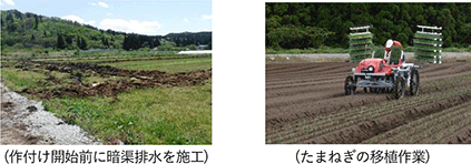 水田の畑地化による高収益作物の生産拡大 水田の畑地化による高収益作物の生産拡大