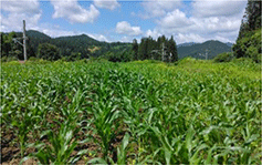 中山間地域での飼料用とうもろこしの生産 中山間地域での飼料用とうもろこしの生産