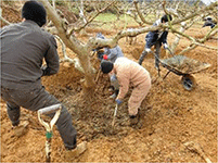 果樹園の土砂撤去を行う農業ボランティア 果樹園の土砂撤去を行う農業ボランティア