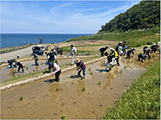白米千枚田での田植えの様子 白米千枚田での田植えの様子