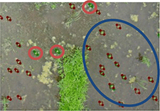 ナガエツルノゲイトウの画像識別AIを構築 ナガエツルノゲイトウの画像識別AIを構築
