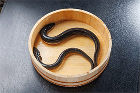 大豆イソフラボンを添加した飼料で養殖した雌ウナギ(上) 大豆イソフラボンを添加した飼料で養殖した雌ウナギ(上)
