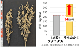 既存品種(左)と新品種「そらたかく」(右) 既存品種(左)と新品種「そらたかく」(右)