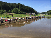 田植え体験 田植え体験