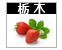 いちご画像栃木リンク