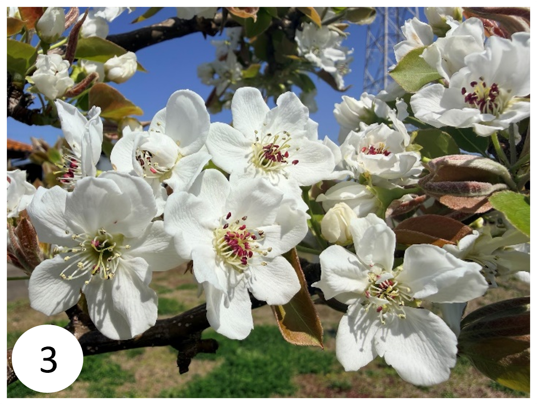 白くて可憐な二十世紀梨の花の写真