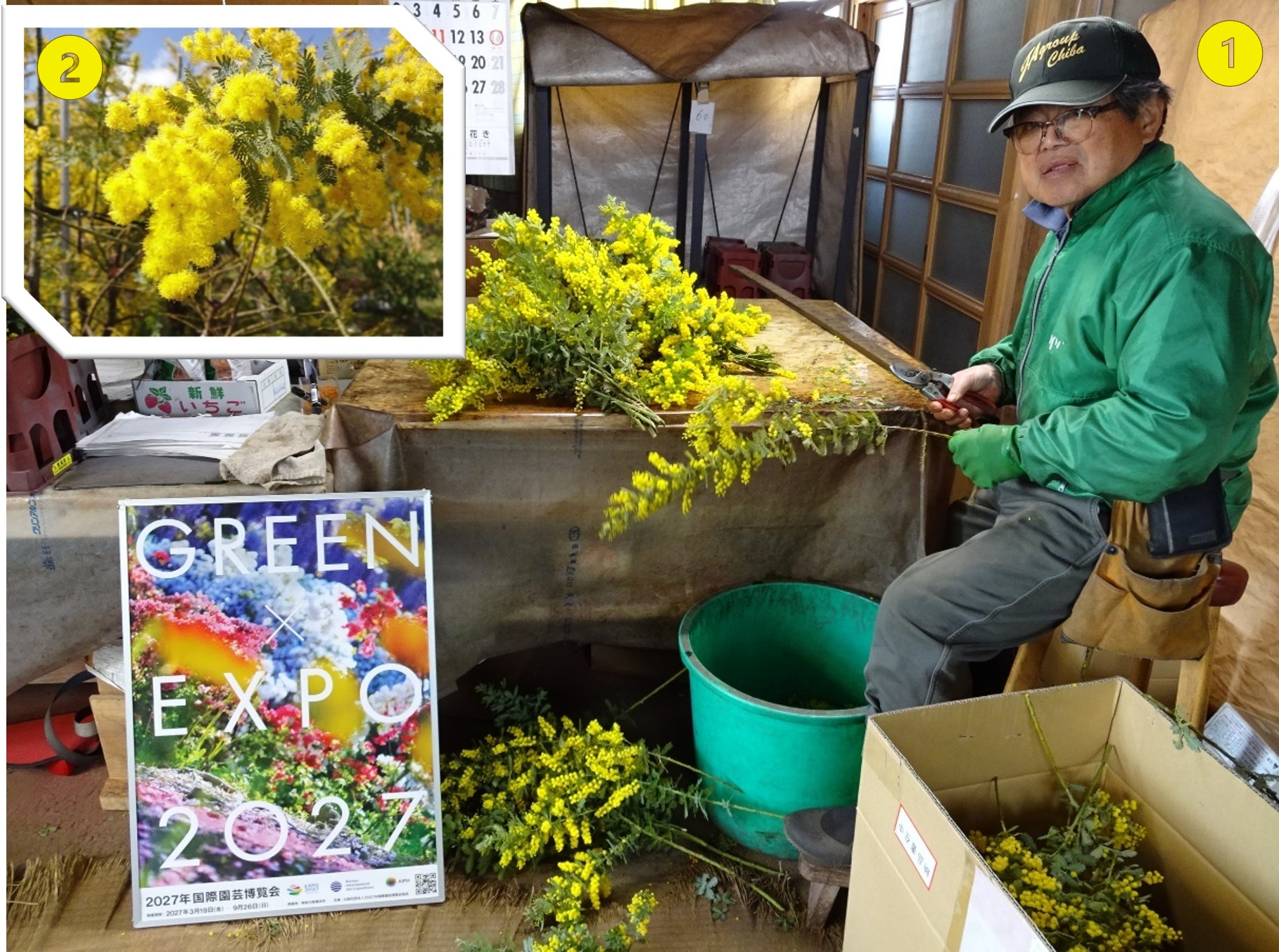 君津市小糸花卉園芸組合ミモザ部長