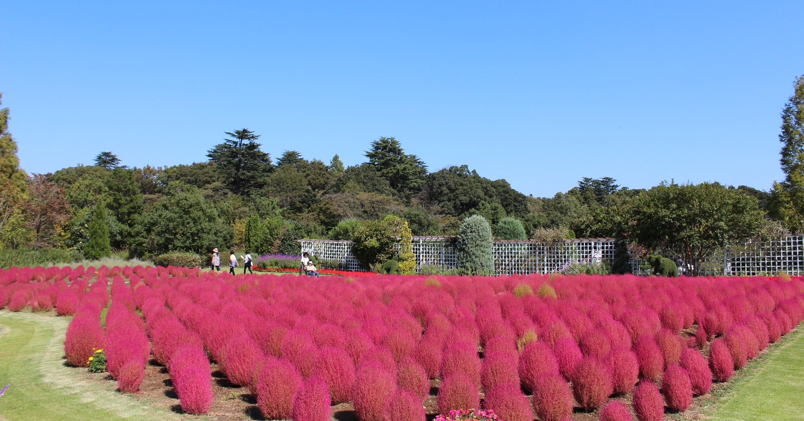 野田市清水公園コキア
