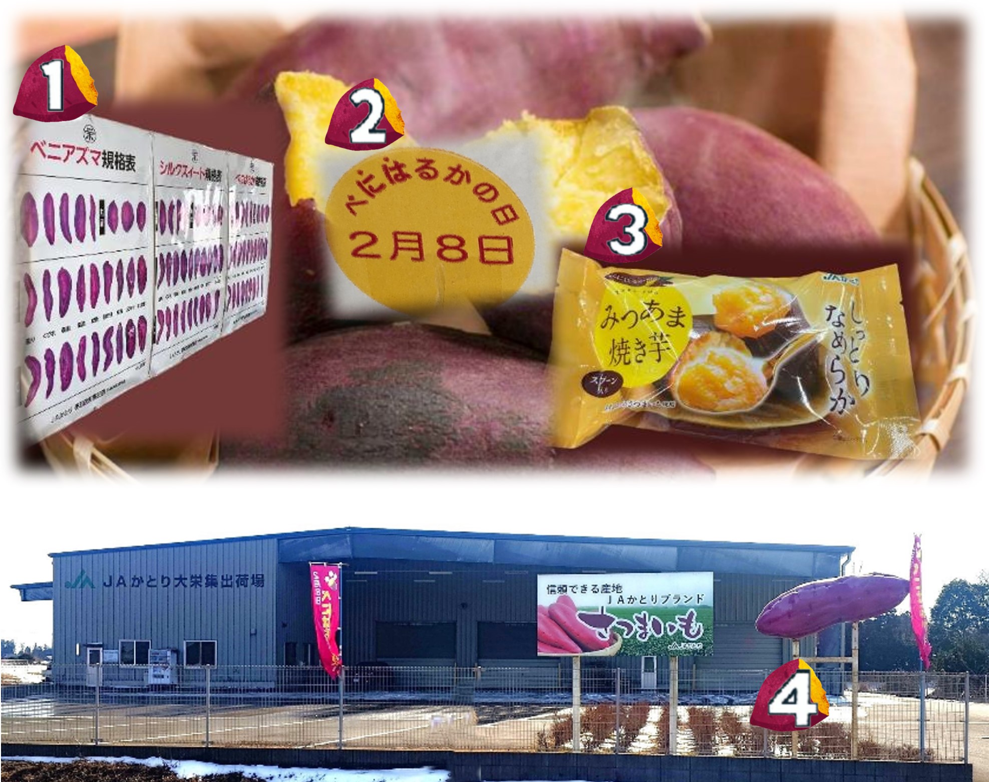 集出荷場と商品のさつまいも