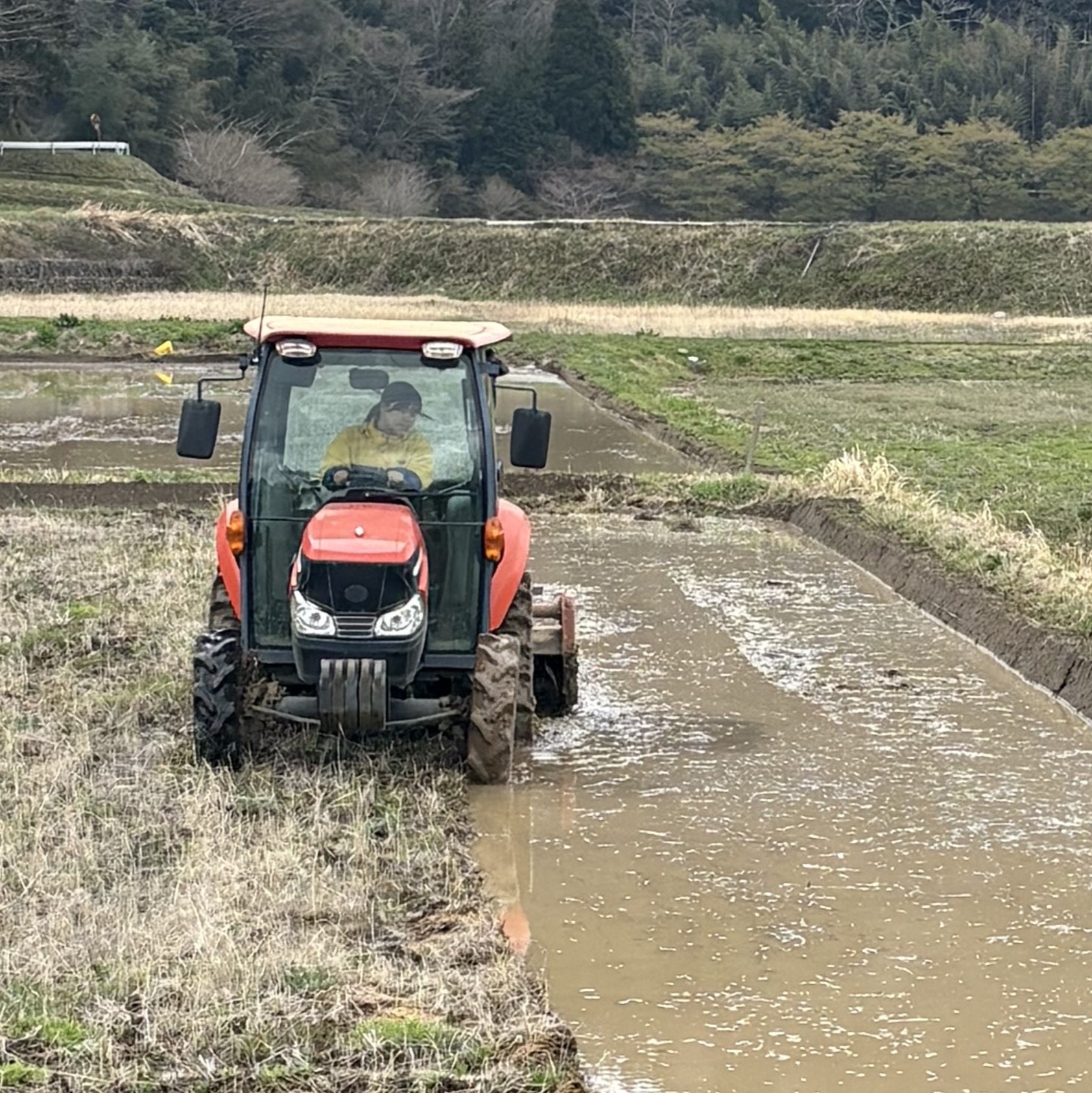 代搔き（カット）