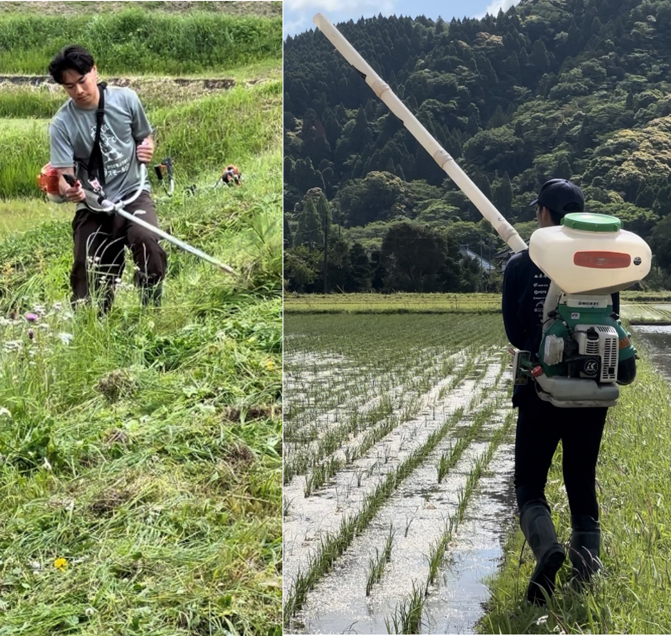 選手が草刈りや防除作業をしている様子
