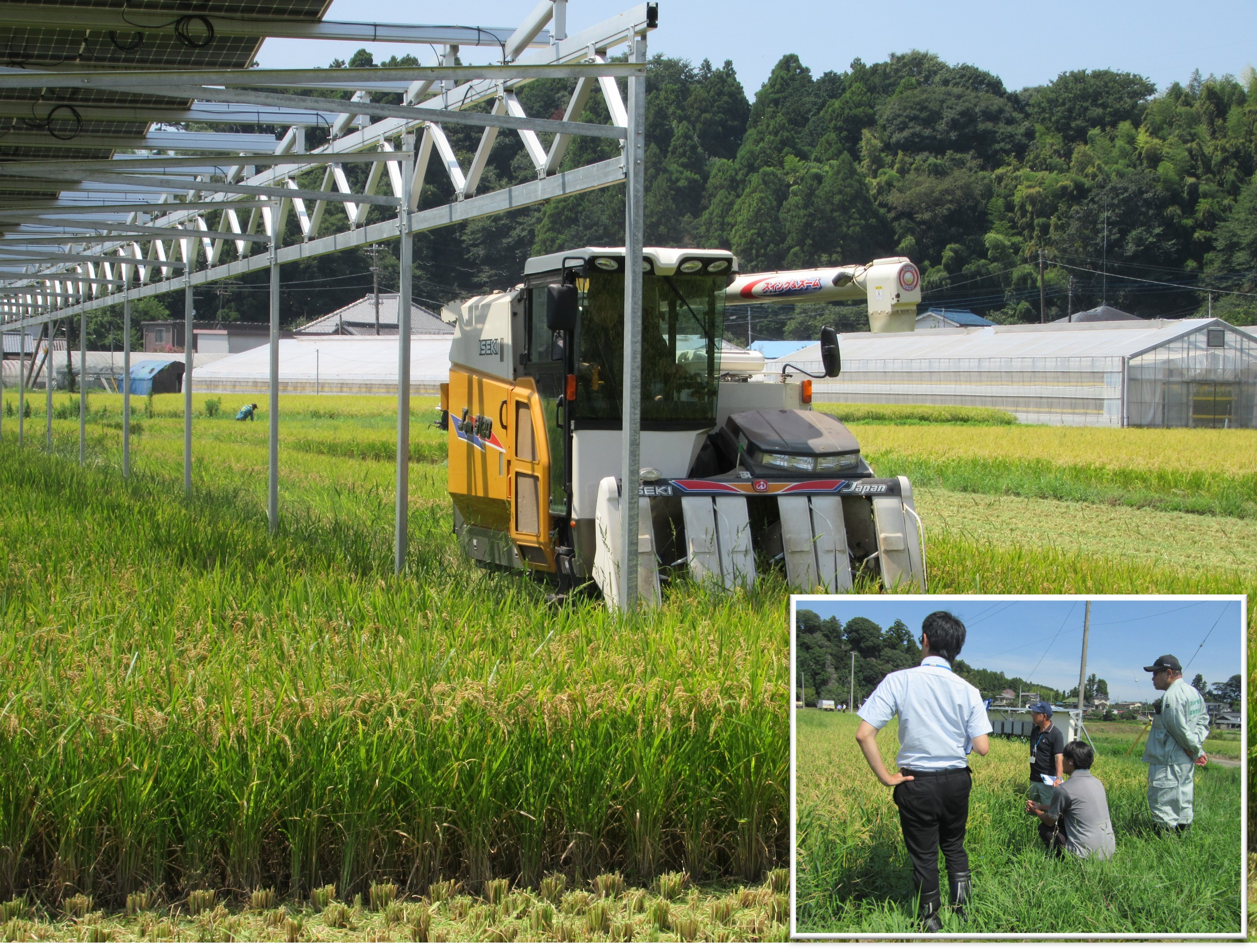 営農型太陽光発電設備の稲刈り