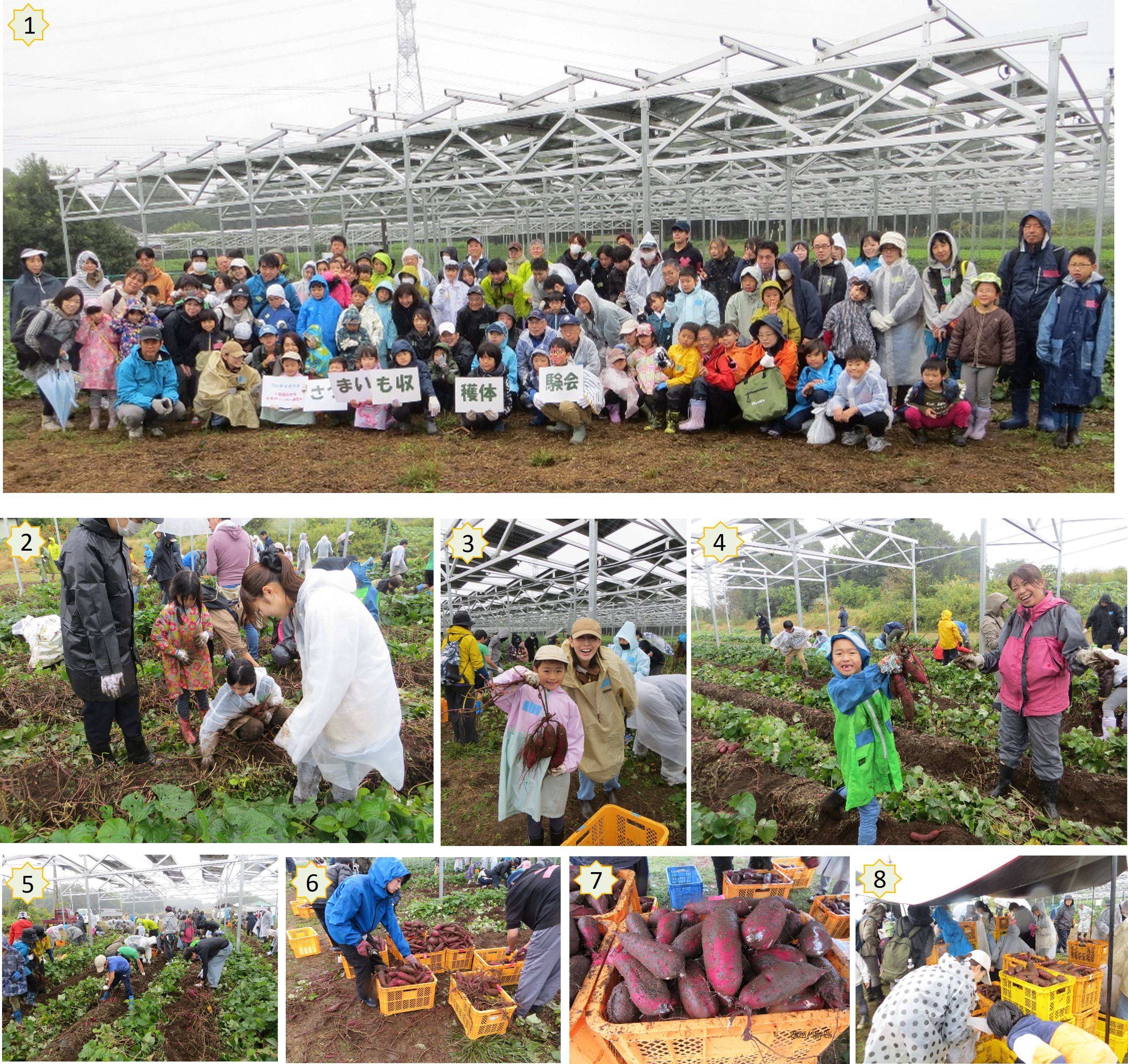 千葉商科大学さつまいも収穫体験会