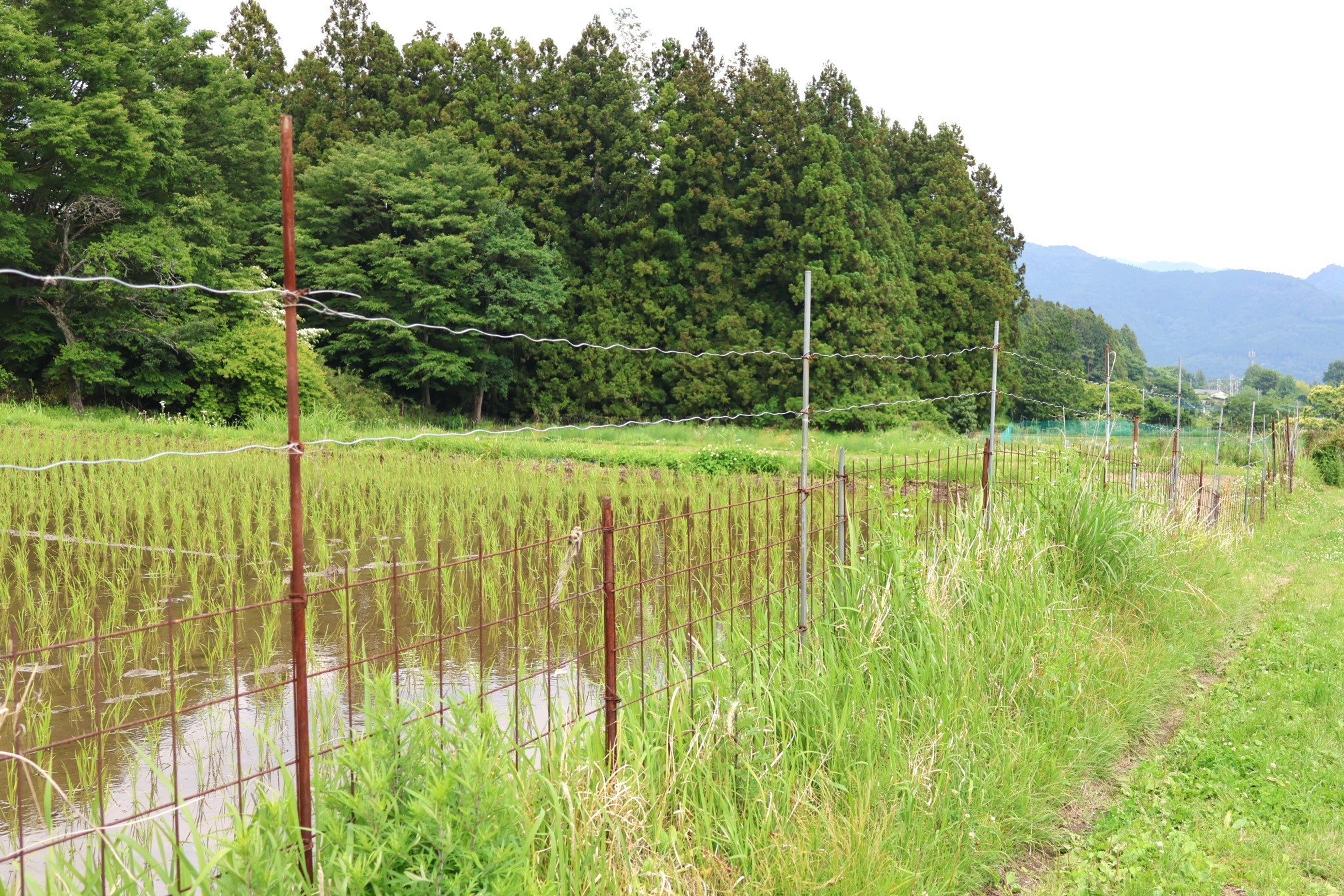 鳥獣のほ場侵入を防ぐための防護柵