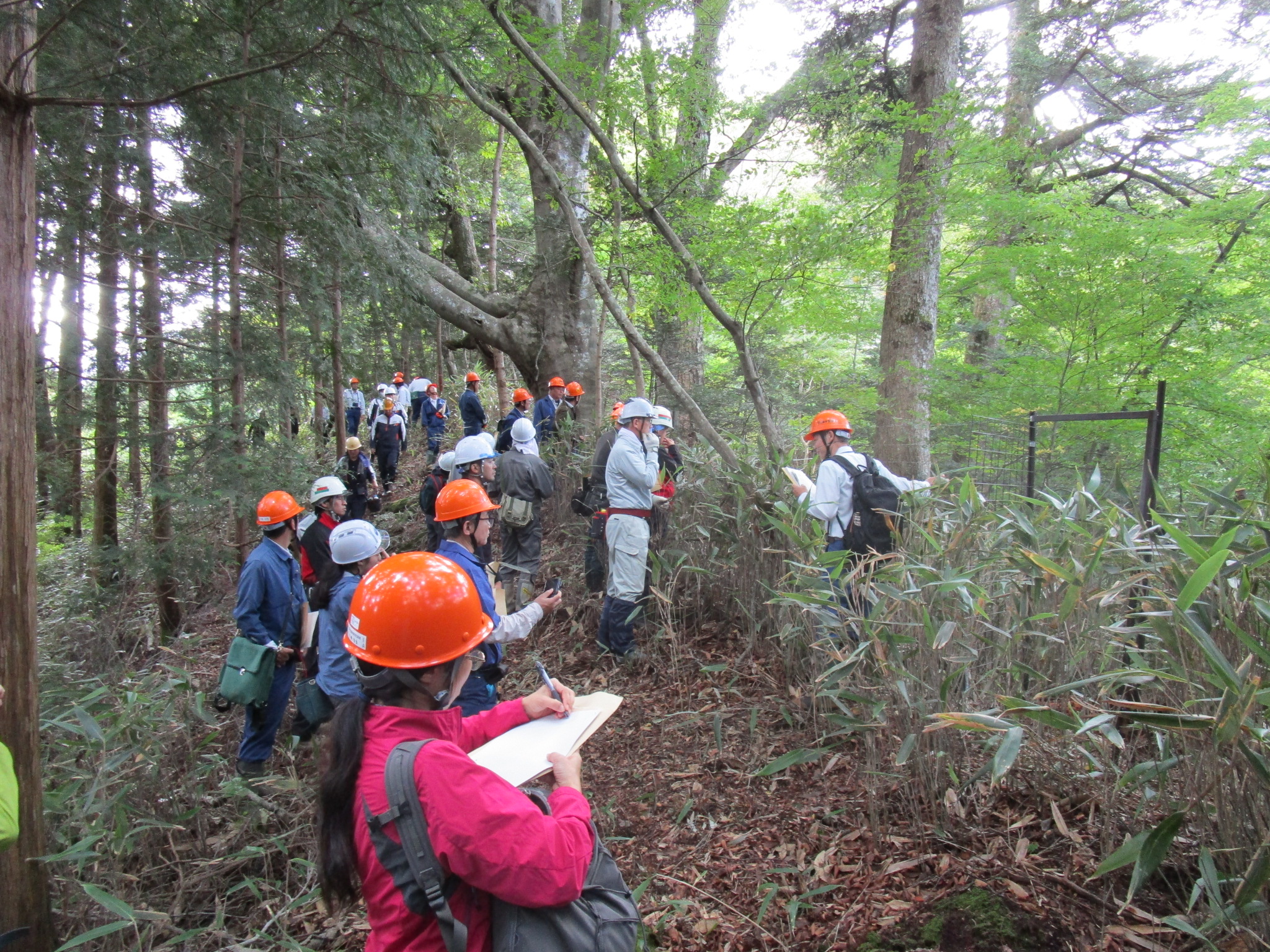 花瓶山の希少植生等の保全に係る現地検討会
