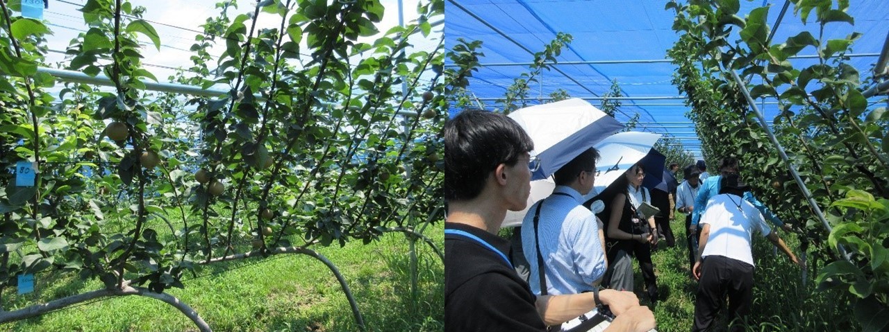 ジョイントV字樹形（品種：あきづき）と、ほ場見学