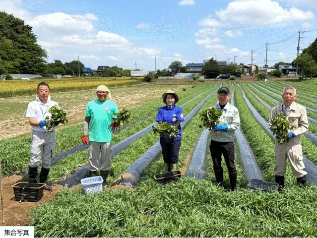 筑西市有機甘藷試験栽培に係る苗の定植会(5月25日).gif