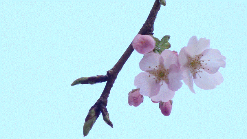 関内大通りの大寒桜(おおかんざくら)