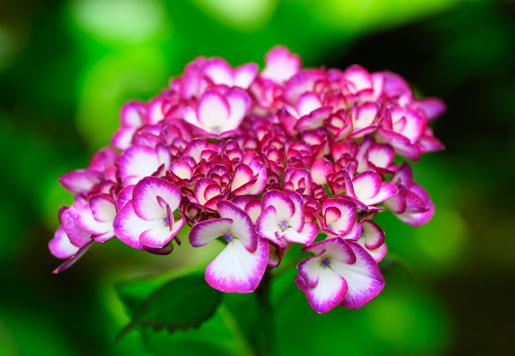 紫陽花