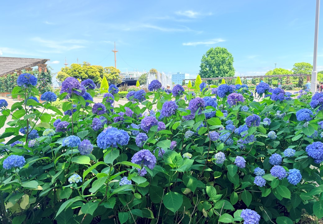 紫陽花