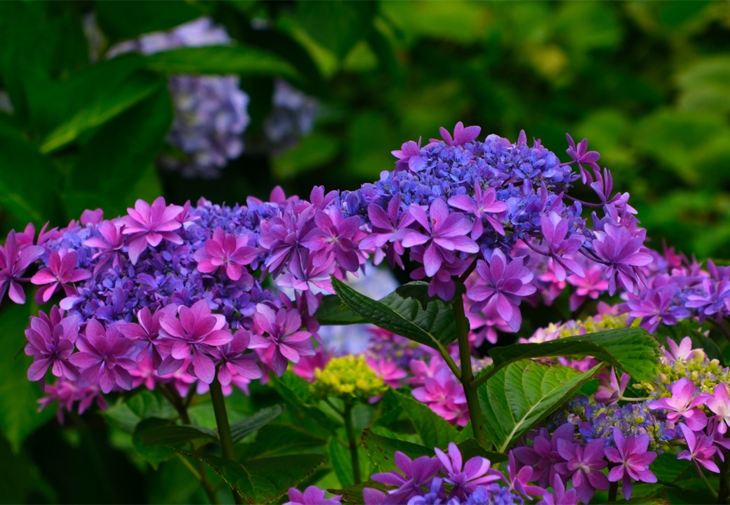 紫陽花