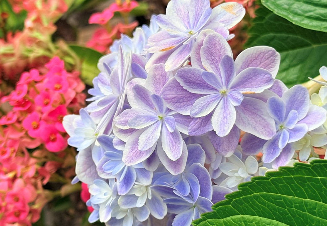 紫陽花