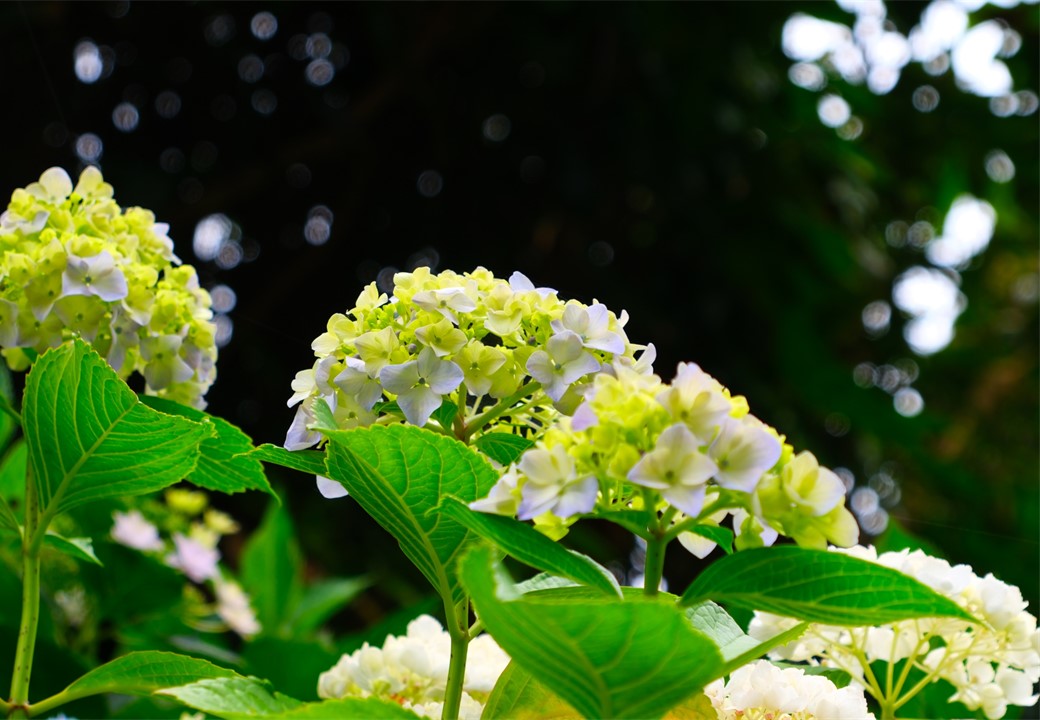 紫陽花
